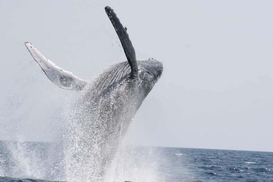 From Naha: Whale Watching with Pickup and English Guide - The seasonal refund guarantee