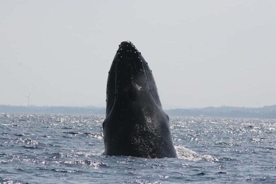 From Naha: Whale Watching with Pickup and English Guide - Should you book the Naha whale-watching trip?