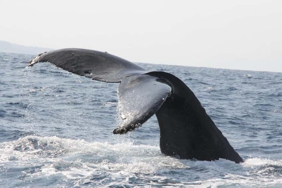 From Naha: Whale Watching with Pickup and English Guide - FAQ