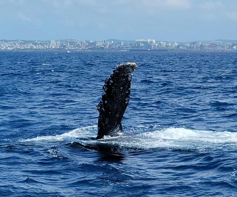 From Naha: Whale Watching with Pickup and English Guide - Three hours on the water, with two very different parts
