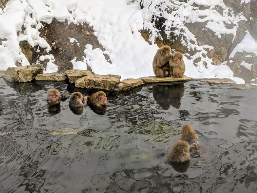 From Nozawa Onsen: Snow Monkeys and Zenko-ji Day Trip & Sake - A warm lunch after the park