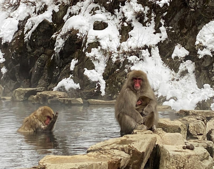 From Nozawa Onsen: Snow Monkeys and Zenko-ji Day Trip & Sake - The coach rides shape the day