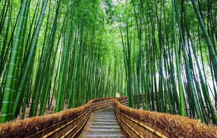 From Osaka: Kyoto, Nara, Fushimi Inari & Arashiyama Day Tour - How the $56 price works for you
