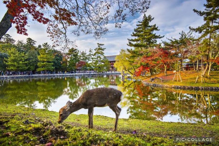 From Osaka/Kyoto: Private Kyoto & Nara Day Trip with Pickup - Kinkaku-ji, the Golden Pavilion