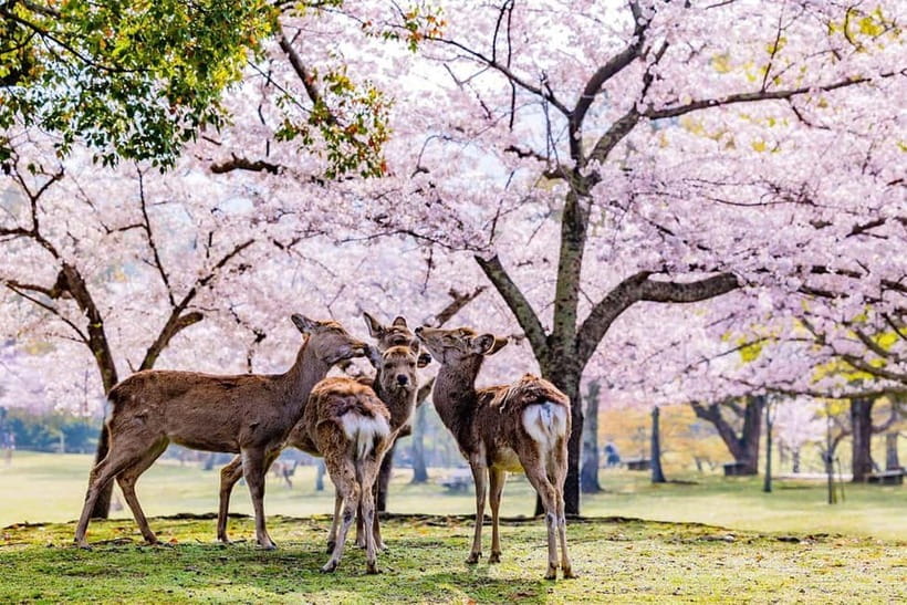 From Osaka: Nara Deer & Kyoto Kiyomizudera Sightseeing Tour - Fushimi Inari’s red gates