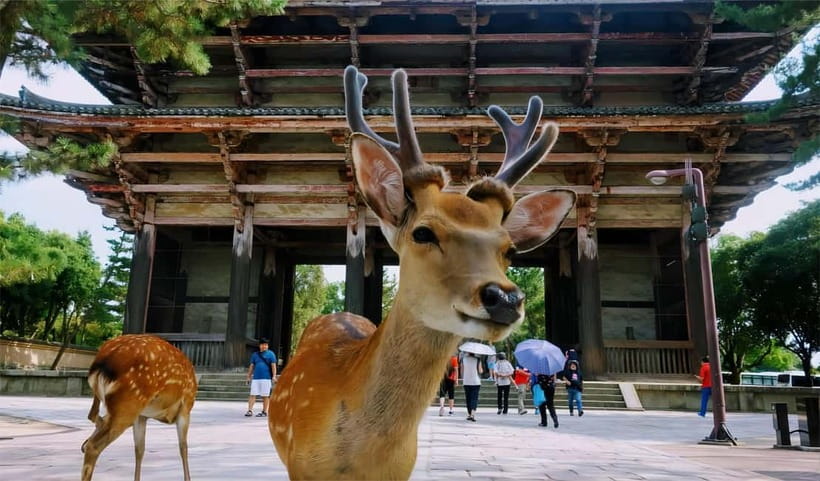 From Osaka: Nara Deer & Kyoto Kiyomizudera Sightseeing Tour - What the driver-guided format really means