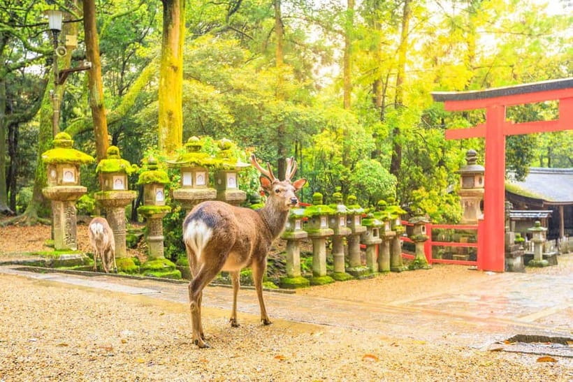 From Osaka: Nara Deer & Kyoto Kiyomizudera Sightseeing Tour - Shinsaibashi and the return to Osaka