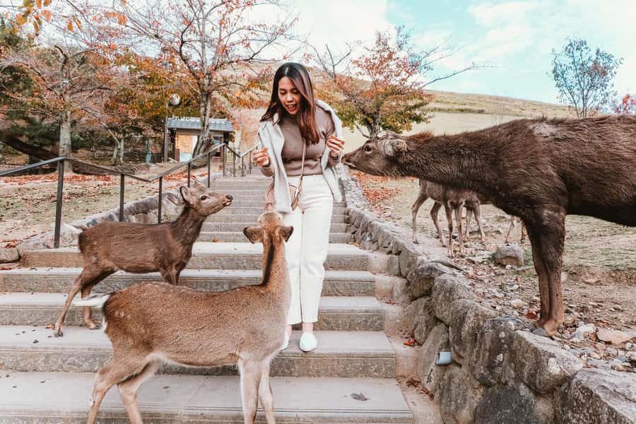 From Osaka: Nara, Kiyomizu-dera & Fushimi Inari Trip - Key points at a glance