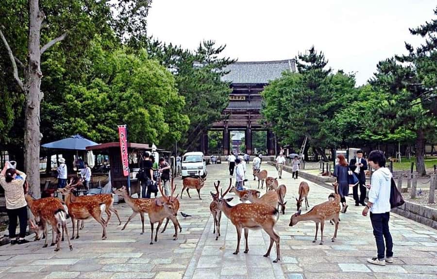 From Osaka: Nara, Kiyomizu-dera & Fushimi Inari Trip - Meeting in Osaka and setting off