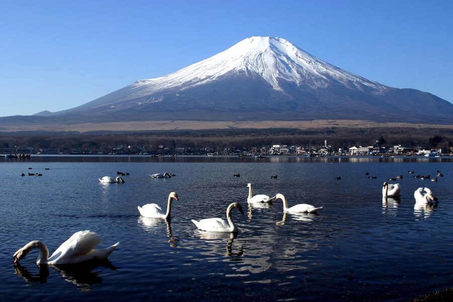From Tokyo: Fuji Mountain Area - FujiQ - Lake Kawaguchiko - Chureito Pagoda - Oishi Park puts flowers in front of Mount Fuji