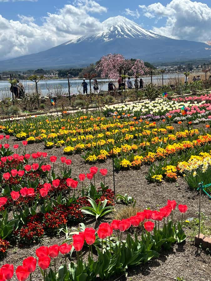 From Tokyo: Mount Fuji and Hakone Private Day Trip - Oshino Hakkai and the eight ponds