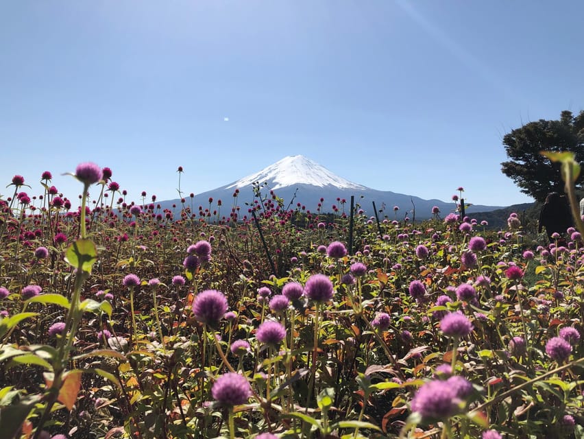 From Tokyo: Mount Fuji, Cruise and Sake Tour - Oishi Park and the classic Kawaguchi Lake view