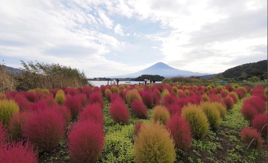 From Tokyo: Mount Fuji Full Customized Tour English Guide - Timing, pickup areas, and important limits