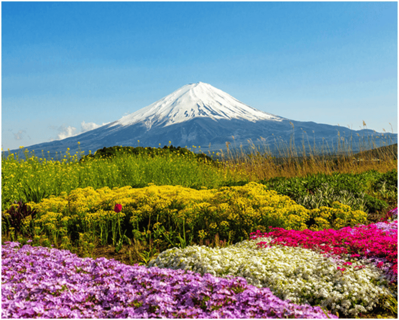 From Tokyo: Mt.Fuji, Lake Kawaguchi, Oshino Hakkai Day Tour - What the guides add to the experience