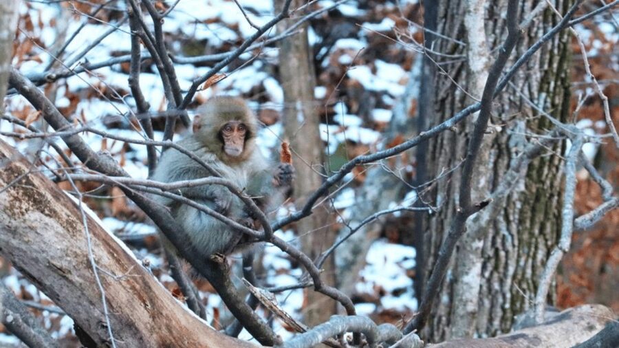 From Tokyo: Private Tour Snow Monkey Park & Zenko-ji Temple - Shibu Onsen, a traditional hot-spring town