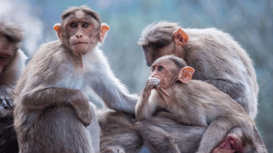 From Tokyo: Private Tour Snow Monkey Park & Zenko-ji Temple - The drivers and the comfort of the vehicle
