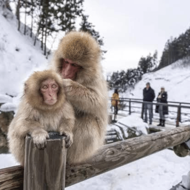 From Tokyo: Private Tour Snow Monkey Park & Zenko-ji Temple - Is $445 good value for up to six people?