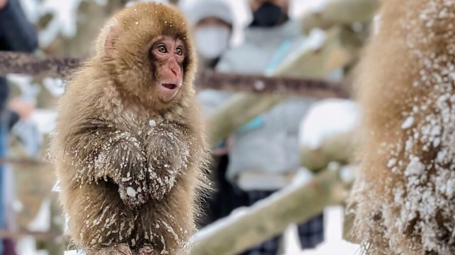 From Tokyo: Snow Monkey 1 Day Tour with Beef Sukiyaki Lunch - Why the snow monkeys are worth the long ride