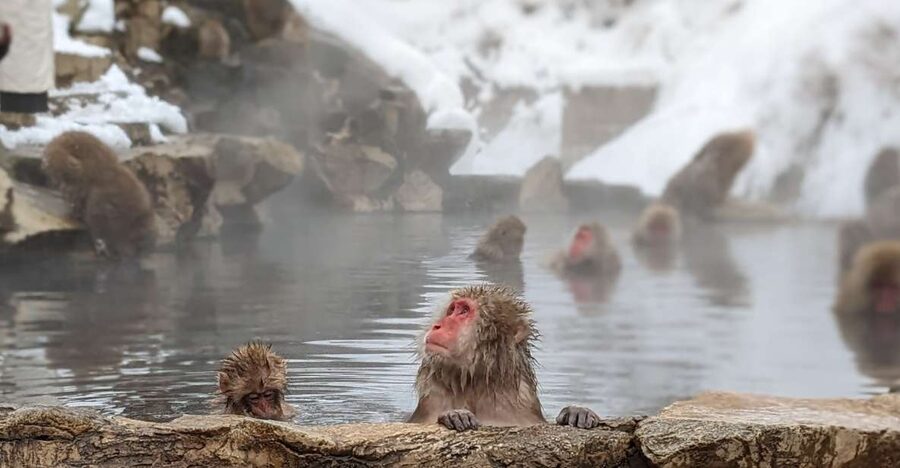 From Tokyo: Snow Monkey 1 Day Tour with Beef Sukiyaki Lunch - Beef sukiyaki at Shinshu Fruitsland
