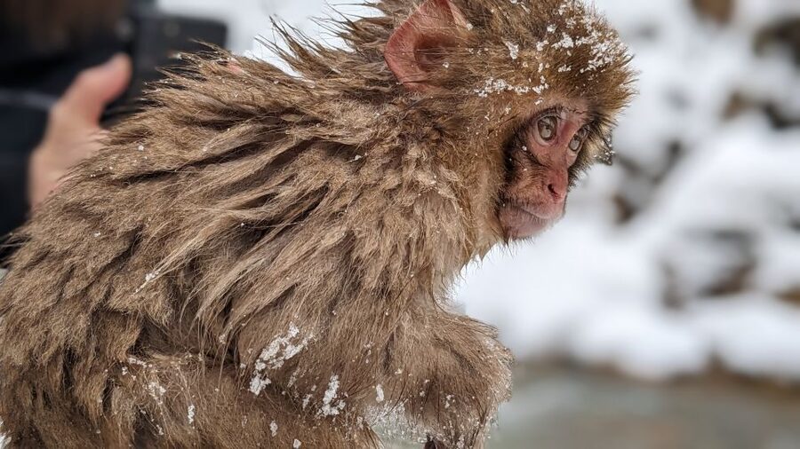 From Tokyo: Snow Monkey 1 Day Tour with Beef Sukiyaki Lunch - Watching the monkeys in the hot springs