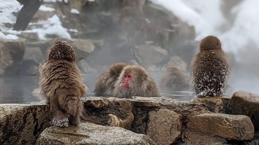 From Tokyo: Snow Monkey 1 Day Tour with Beef Sukiyaki Lunch - The seasonal Kamakura snow huts