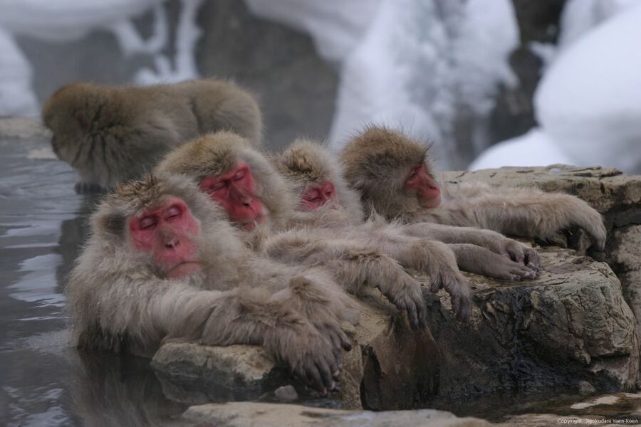 From Tokyo: Snow Monkey 1 Day Tour with Beef Sukiyaki Lunch - Price, time, and what the $151 covers