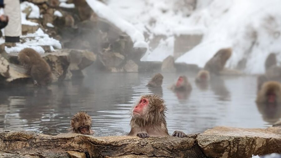 From Tokyo: Snow Monkey 1 Day Tour with Beef Sukiyaki Lunch - Meeting in Shinjuku and settling into the coach