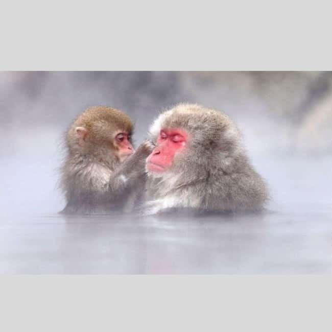 From Tokyo: Snow Monkey Park and Miso Production Day Tour - Key points to know before booking