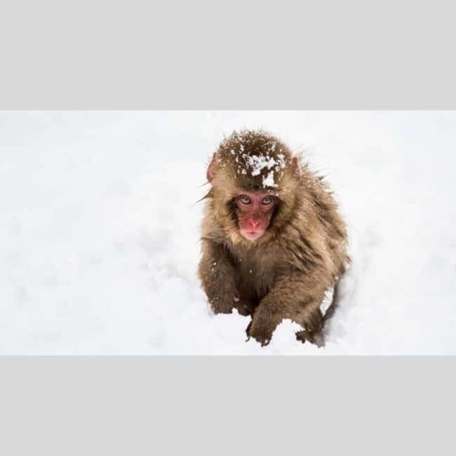 From Tokyo: Snow Monkey Park and Miso Production Day Tour - What the price includes and what it does not