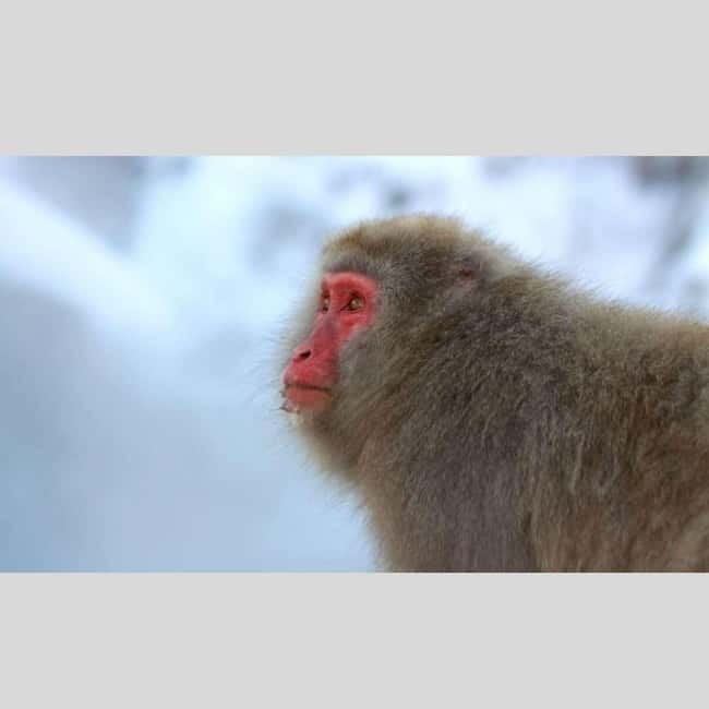 From Tokyo: Snow Monkey Park and Miso Production Day Tour - Jigokudani Monkey Park: allow two hours and wear proper shoes