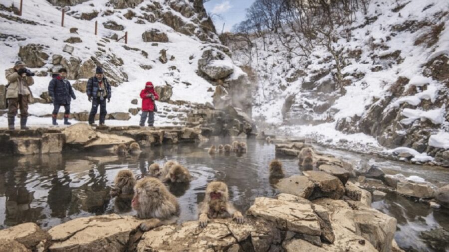 From Tokyo: Snow Monkey Park and Miso Production Day Tour - Zenko-ji Temple brings the day back to Japan’s spiritual life