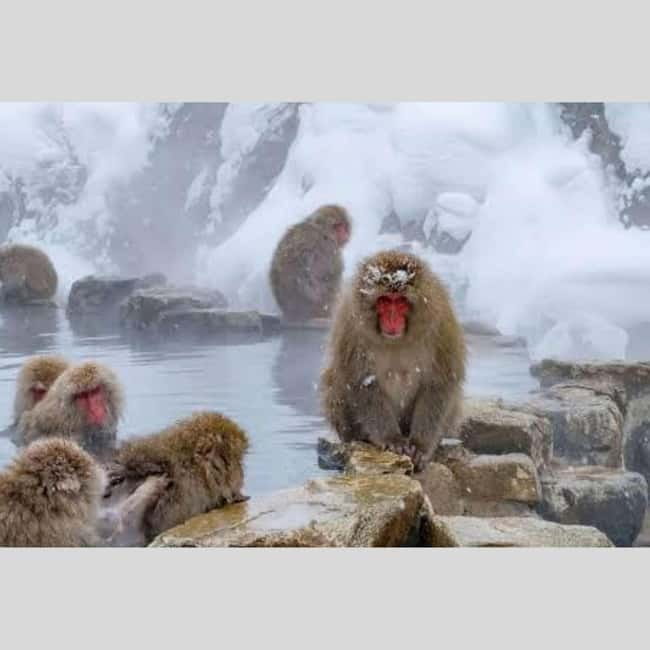 From Tokyo: Snow Monkey Park and Miso Production Day Tour - Guides, vehicles, and the private-tour advantage