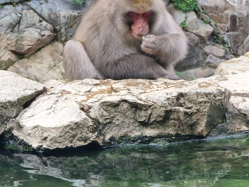 From Tokyo: Snow Monkey Private Customize Day Tour - Jigokudani Snow Monkey Park: the reason to make the trip