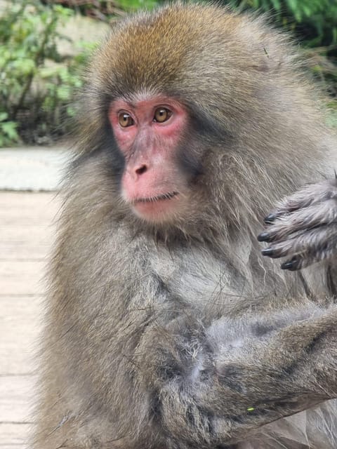 From Tokyo: Snow Monkey Private Customize Day Tour - Zenko-ji Temple gives the day a spiritual center
