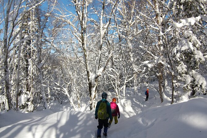 Frozen fall trekking - The walk through Hida-Osaka’s snow forest