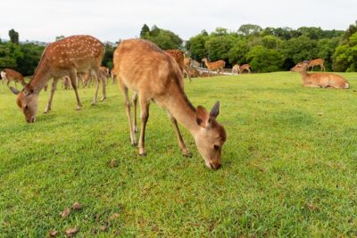 Full Day Guided Tour to Kyoto and Nara from Osaka by Van