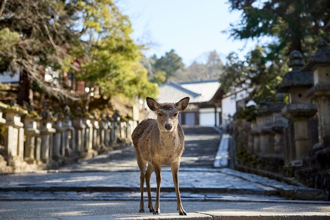 Full Day Guided Tour to Kyoto and Nara from Osaka by Van - The van saves time, but road time has limits