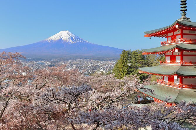 Full Day Tour to Mount Fuji in Spanish - Aokigahara Forest, handled with care