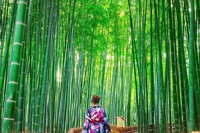 Guided Kyoto City Cherry Blossom One Day Private Tour - Fushimi Inari’s red torii gates