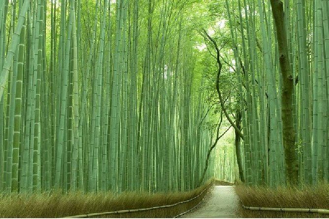 Half Day Kyoto Sagano Bamboo Grove & Arashiyama Walking Tour - The Four Best Reasons to Book This Walk