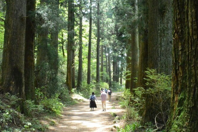 Hike Hakone Hachiri - Why Hakone Hachiri Is More Than a Forest Walk