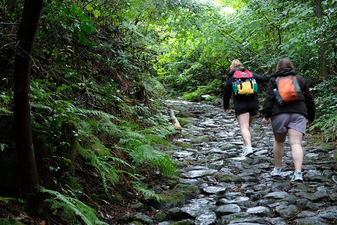 Hike Japan Heritage Hakone Hachiri (Half Day) - Forest paths leading toward Lake Ashi