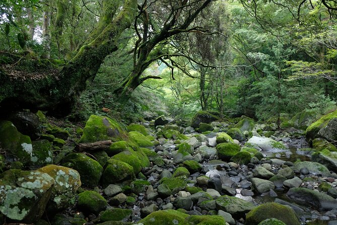 Hike Japan Heritage Hakone Hachiri (Half Day) - Who should choose this half-day hike