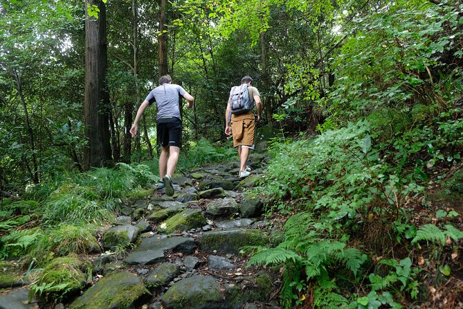 Hike Japan Heritage Hakone Hachiri with certified mountain guide - The Cedar Avenue and Hakone Checkpoint