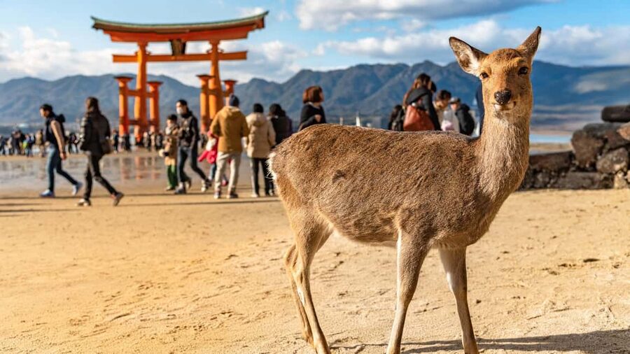 Hiroshima to Miyajima: Private Custom Tour with Ferry Ride - The ferry from Hiroshima to Miyajima