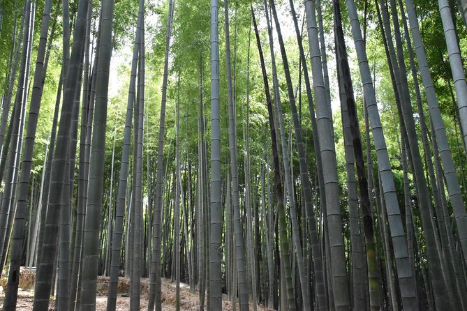 Inside of Fushimi Inari - exploring and lunch with locals - Starting at the Great Torii Near JR Inari Station