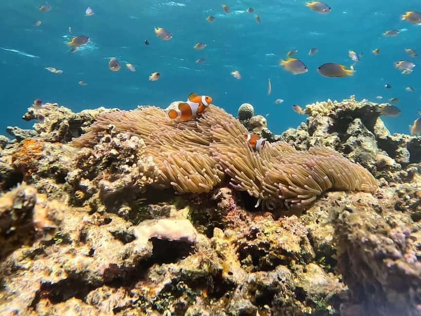 Iriomote: Boat Snorkeling Tour at Barasu Island - Two sites, 1.5 hours in the water