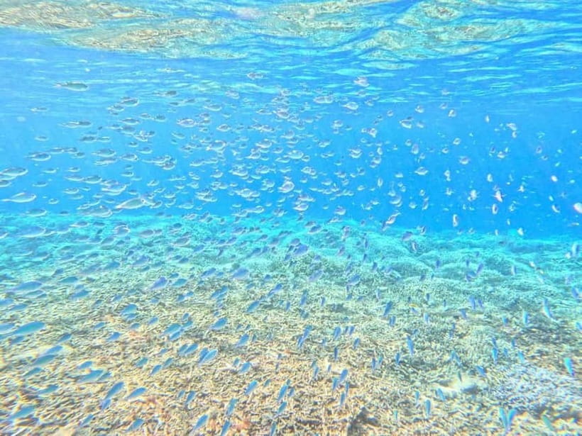 Iriomote: Boat Snorkeling Tour at Barasu Island - How the outing suits different kinds of visitors