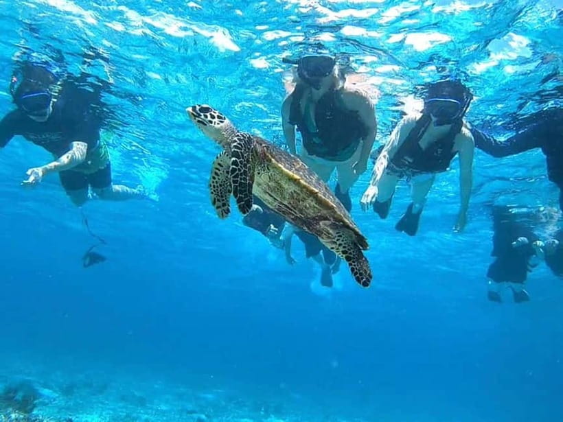 Iriomote: Boat Snorkeling Tour at Barasu Island - What to know before you book from Ishigaki