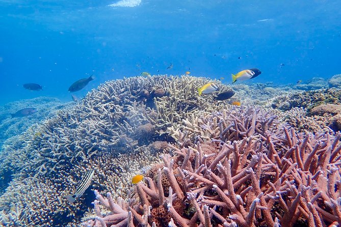 Iriomote Island 1-Day Snorkeling & Mangrove SUP or Canoe - Snorkeling around Barasu Island